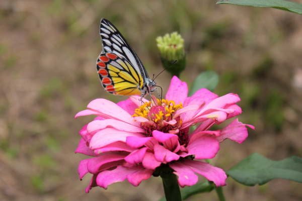 I Love You Butterfly 2